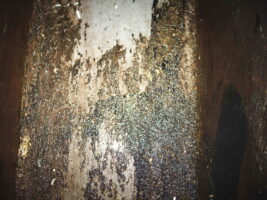 Banish the Stink: The Science Behind Trash Chute Odors and How OFF THE WALL Power Washing Can Help!