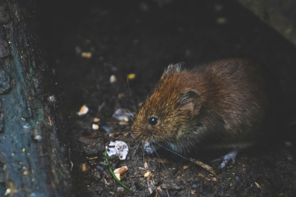 photograph of a rodent attracted by a dirty trash chute